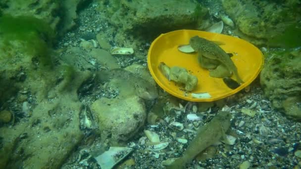 プラスチック汚染:海底のプラスチック廃棄物の中のゴビー魚. — ストック動画