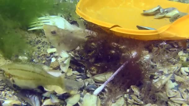 Plastikowe zanieczyszczenie morza: wrasse ryb wśród plastikowych śmieci na dnie morza. — Wideo stockowe