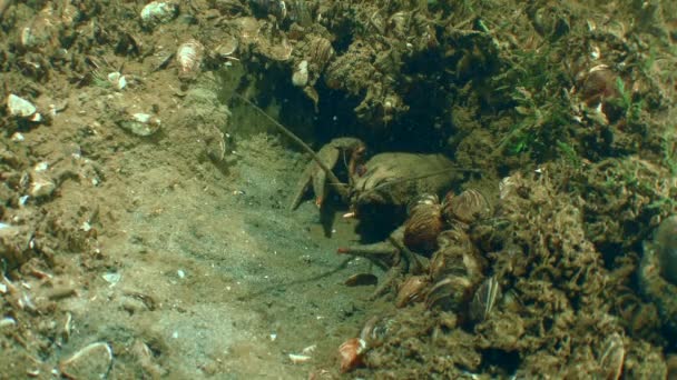 欧洲小龙虾在洞穴里. — 图库视频影像