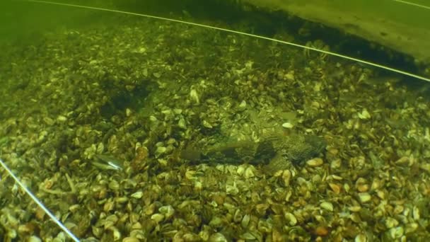 Habitantes acuáticos en un yacimiento arqueológico submarino en el río Dniéper. — Vídeo de stock