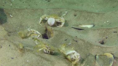 Deniz tabanında kabukluların boş kabukları.