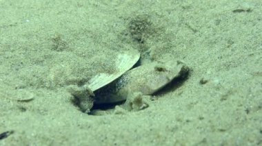 Kumlu dipte üretilmiş kaya balığı..