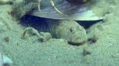 Kumlu deniz tabanında Marble Goby 'nin üremesi.