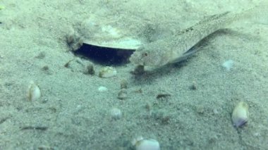 Kumlu deniz tabanında Marble Goby 'nin üremesi.