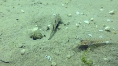 Kumlu bir zeminde Marble Goby 'nin üremesi.