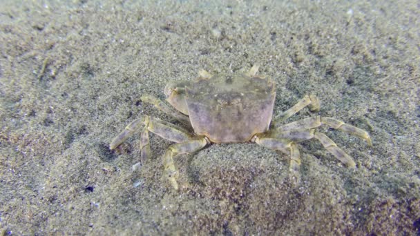Krab grapsoid na piaszczystym dnie morskim. — Wideo stockowe