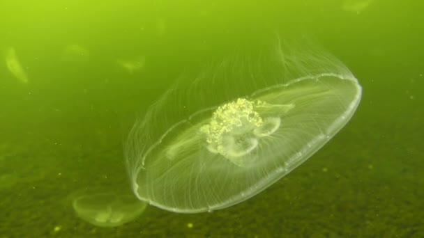 Gewone kwallen pulseren langzaam tegen de waterkolom. — Stockvideo