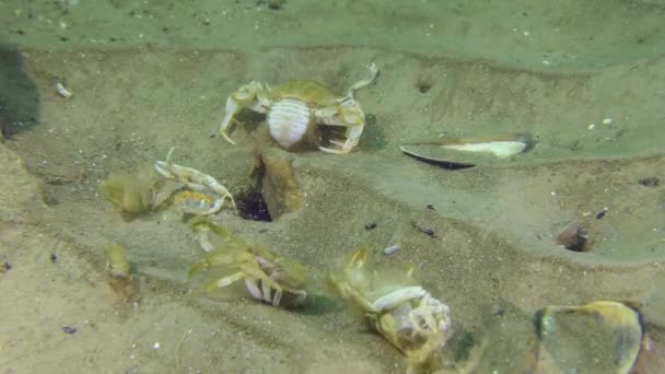 Conchas vazias de crustáceos no fundo do mar. — Vídeo de Stock