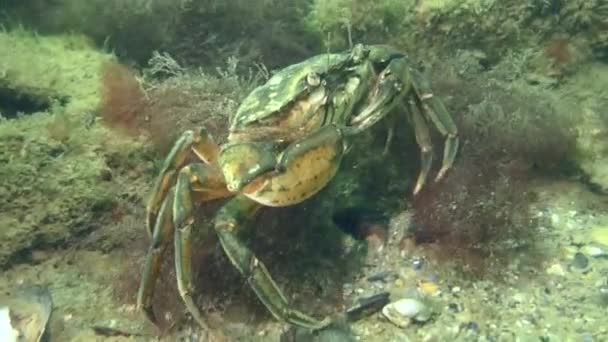 Crabe vert européen sur le fond sablonneux de la mer. — Video