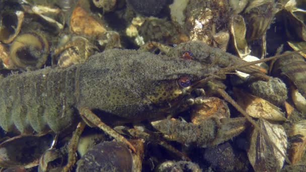 Cangrejos de río con garras anchas en el fondo de un río. — Vídeos de Stock