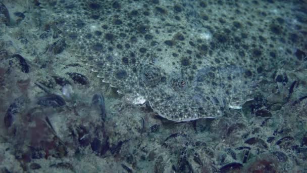 Mediterranean turbot on the seabed. — Stock Video