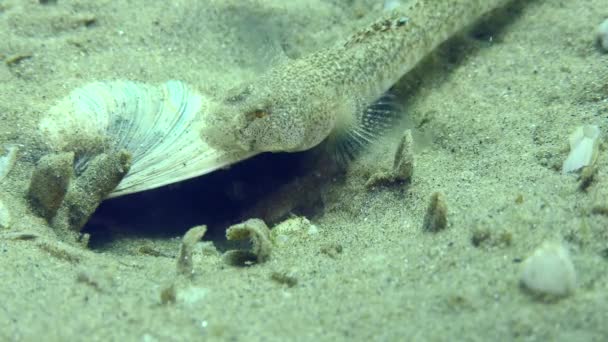 Reprodukce Mramorované goby na písčitém mořském dně. — Stock video