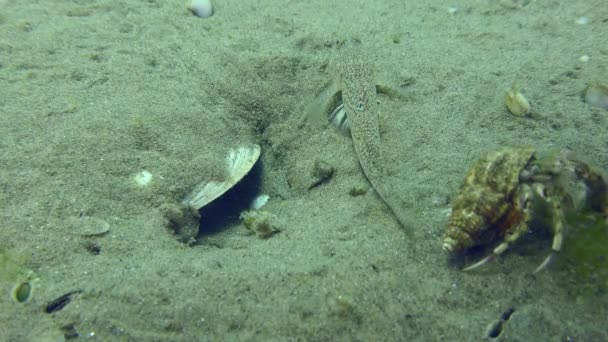 Reprodução Goby marmoreado em um fundo do mar arenoso. — Vídeo de Stock