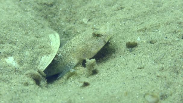 Reprodução Goby marmóreo em um fundo do mar arenoso. — Vídeo de Stock