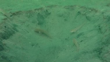 Çapa izinin sakinleri: Goby 'nin etrafından.