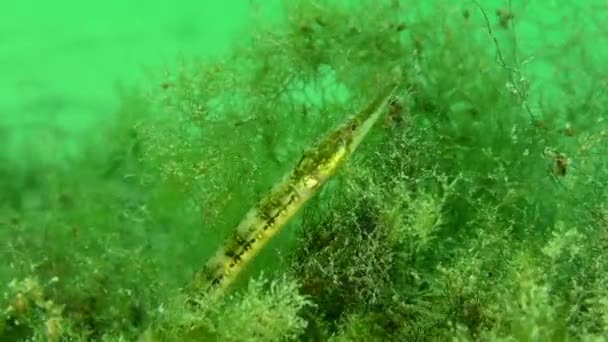 Black-striped pipefish in a thicket of green algae. — Stock Video