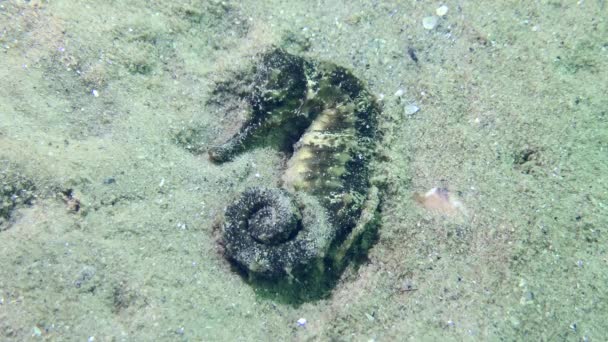 Long Snouted Seahorse on a sandy sea bottom. — Stock Video