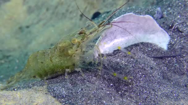 Habitantes da trilha âncora: camarão. — Vídeo de Stock