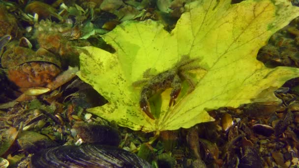 Temporada de otoño en las profundidades del mar. — Vídeo de stock