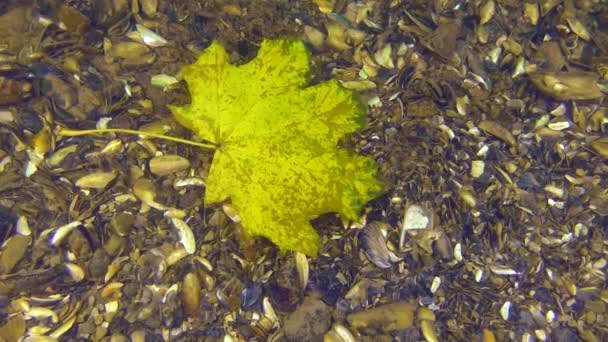 Осінь в глибинах моря . — стокове відео