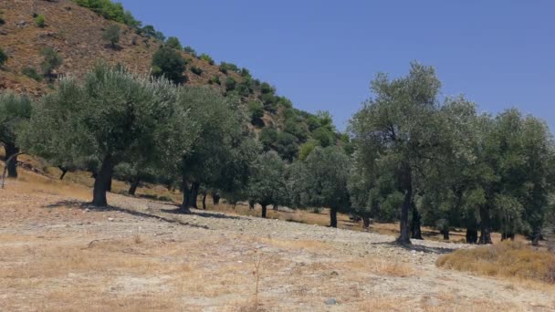 Oliveraie en arrière-plan d'un paysage de montagne. Europe, Grèce. — Video