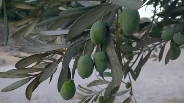 Il vento scuote delicatamente il ramo con le olive. — Video Stock