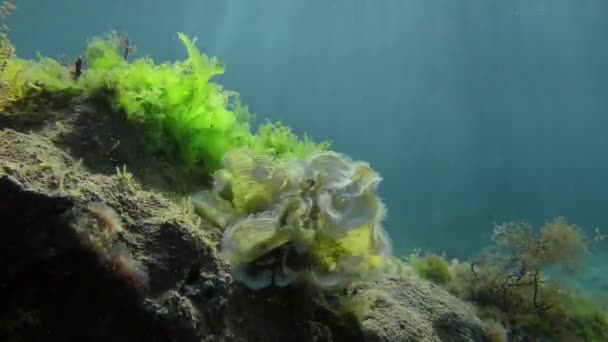 돌, 중간 샷, 백라이트에 갈색 해조류 피콕의 꼬리 ( 파디 나 파브 니카 ) 의 부쉬. — 비디오
