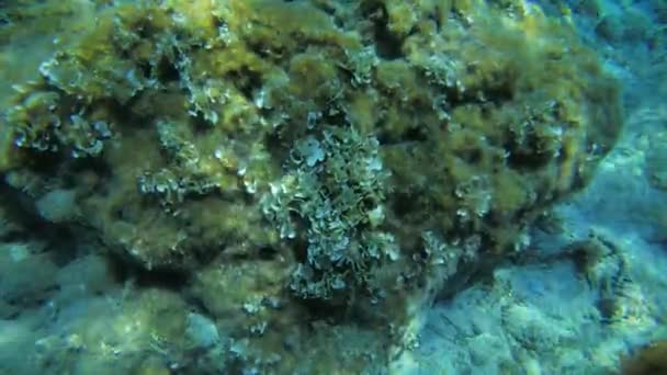 Fotocamera zoom in pietra ricoperta di alghe brune coda di pavone (Padina pavonica). — Video Stock