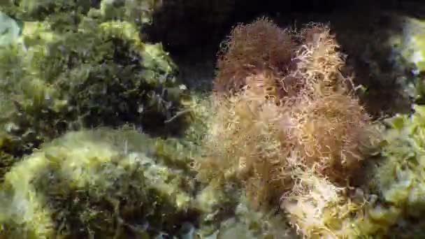 Ein Strauch aus Rotalgen (Liagora viscida) schwingt mit einer brechenden Welle. — Stockvideo