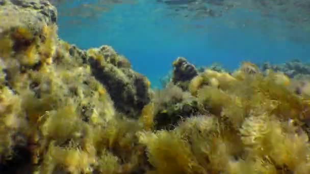 Mittelmeeralge (Cystoseira mediterranea) schwingt in den Sonnenstrahlen. — Stockvideo