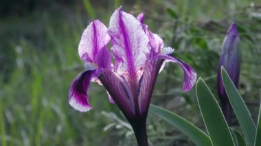 Güzel mor bir pigme iris ya da cüce iris.