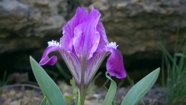 Incroyable iris pygmée violet ou iris nain. — Video