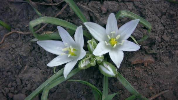 Flores brancas florescendo Estrela de Belém. — Vídeo de Stock