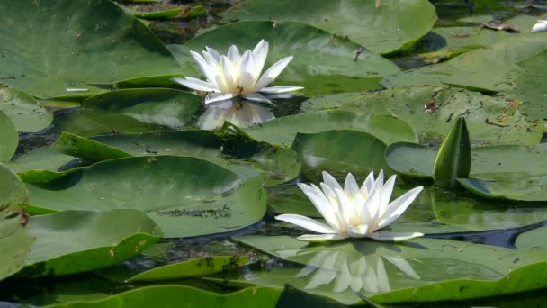 White Water-lily on the surf of the fresh water pond. — стоковое видео