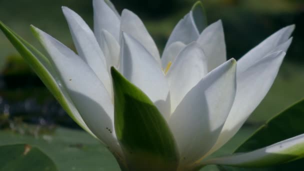 White water rose on the surface of the pond. — Stock Video