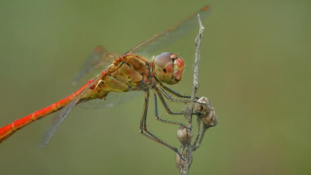 Red dragonfly pada cabang, menutup. — Stok Video
