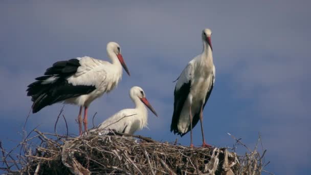 Vários pássaros de cegonha branca europeus no ninho. — Vídeo de Stock
