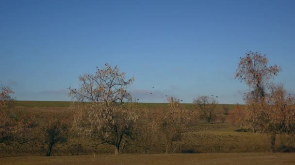 Främmande arter Vanlig starling samlas i stora flockar under flyttningar. — Stockvideo