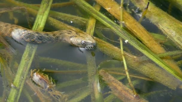 Serpiente de agua viperina en el agua costera del río. — Vídeo de stock
