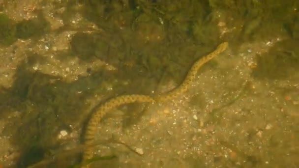 Würfelwasserschlange im Flachwasser der Donau. — Stockvideo