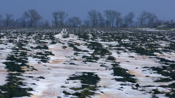 Neve rossa sul territorio dell'Ucraina. — Video Stock