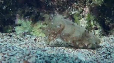 Deniz tabanında bir kayanın yanında küçük bir mürekkep balığı..