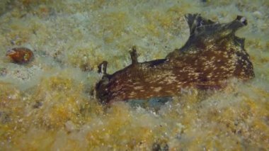 Deniz tavşanı deniz tabanındaki yosunları yer..