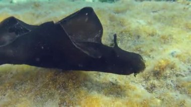 Deniz tavşanı dipte otlar yetişiyor..