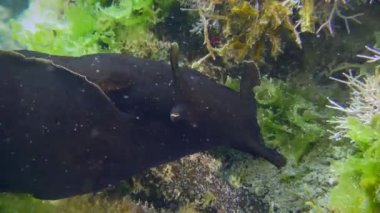 Deniz tavşanı yosunların arasında yiyecek arıyor..