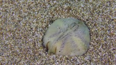 Kalp Urchin kumlu zemine gömülür..