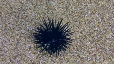 Deniz kestanesi kumlu zeminde.