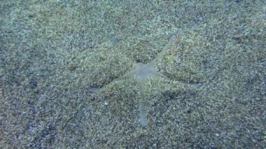 Kumlu deniz yıldızı kumlu bir zemine gömülür..