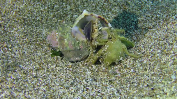 Gastropod Muricidae zjada kraba. — Wideo stockowe