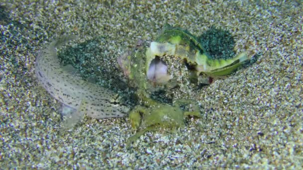 Gastropod Muricidae i goby fish. — Wideo stockowe